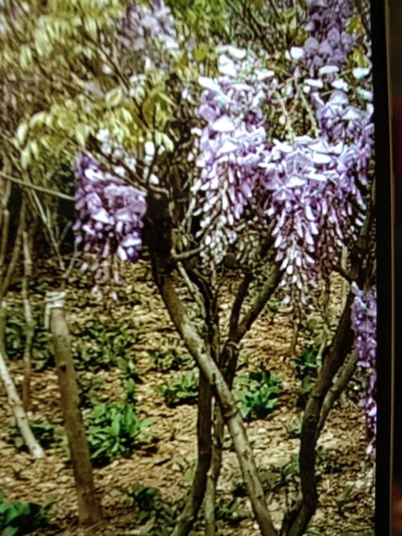 紫叶李，紫薇，西府海棠，紫藤，美人梅，高杆石楠，樱花，