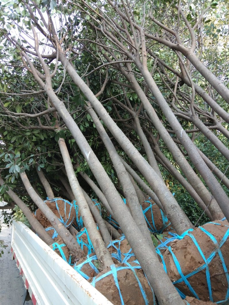 紫叶李，紫薇，西府海棠，紫藤，美人梅，高杆石楠，樱花，