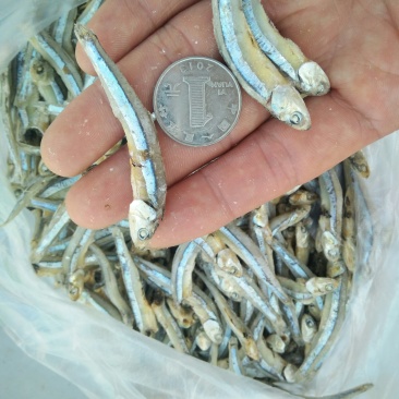 海燕鱼批发，500克一包