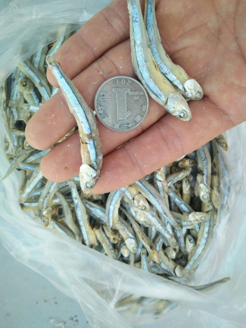 海燕鱼批发，500克一包