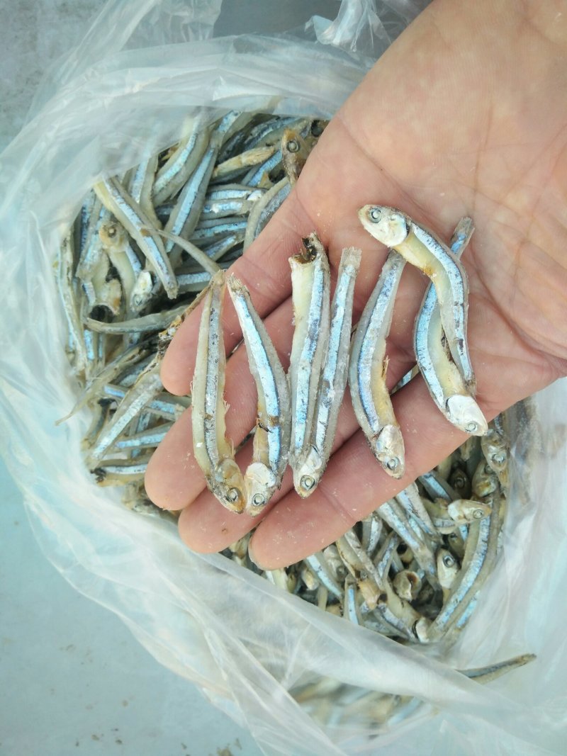 海燕鱼批发，500克一包