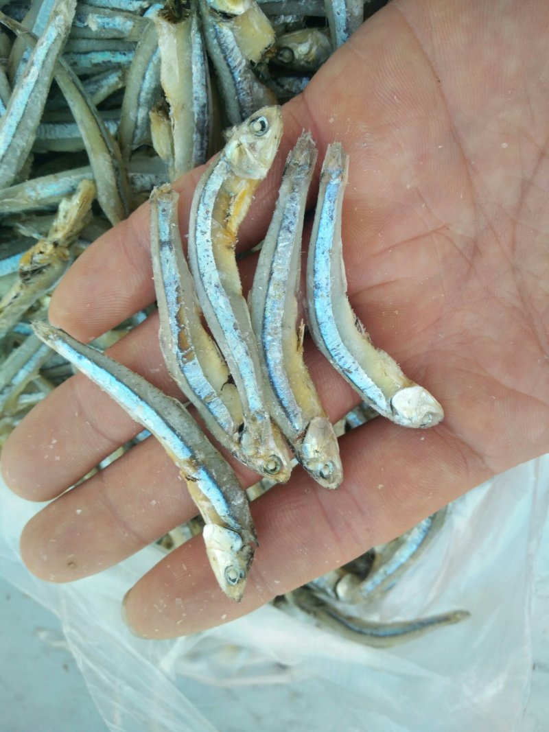 海燕鱼批发，500克一包