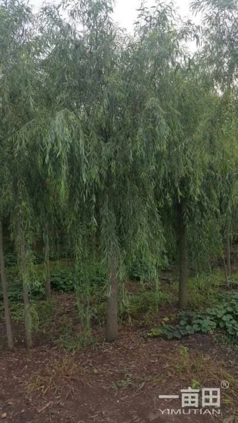 紫叶李，紫薇，西府海棠，紫藤，美人梅，高杆石楠，樱花，