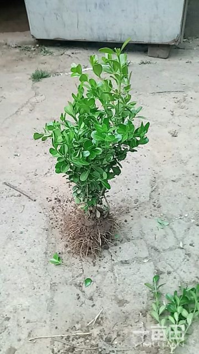 紫叶李，紫薇，西府海棠，紫藤，美人梅，高杆石楠，樱花，