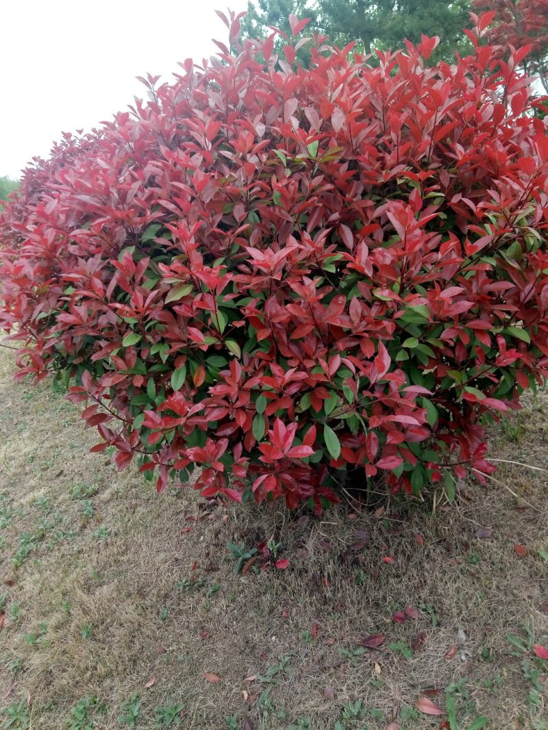 紫叶李，紫薇，西府海棠，紫藤，美人梅，高杆石楠，樱花，