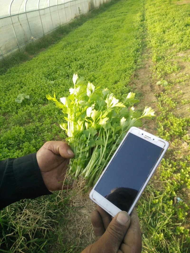 芹菜苗