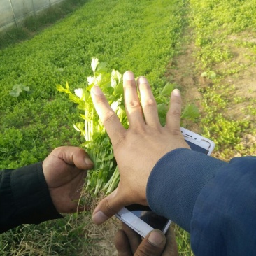 芹菜苗