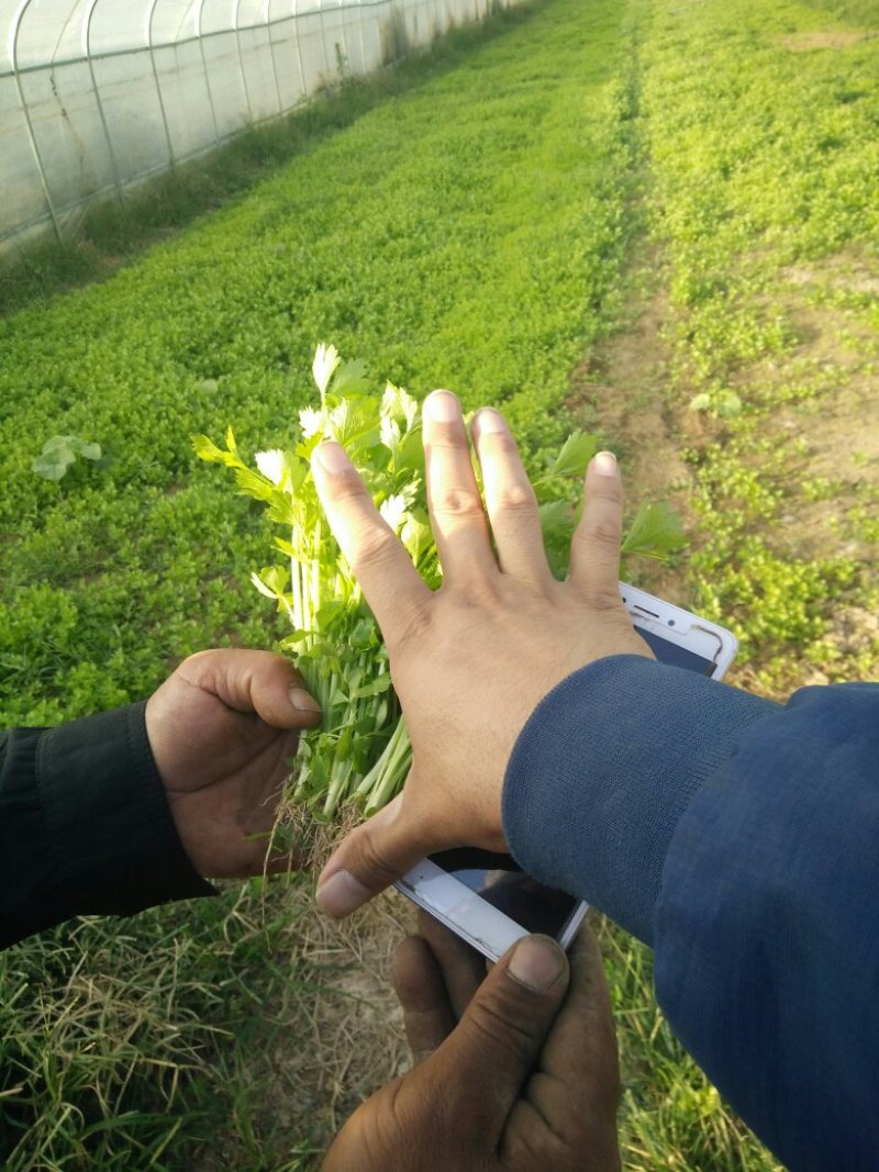 芹菜苗