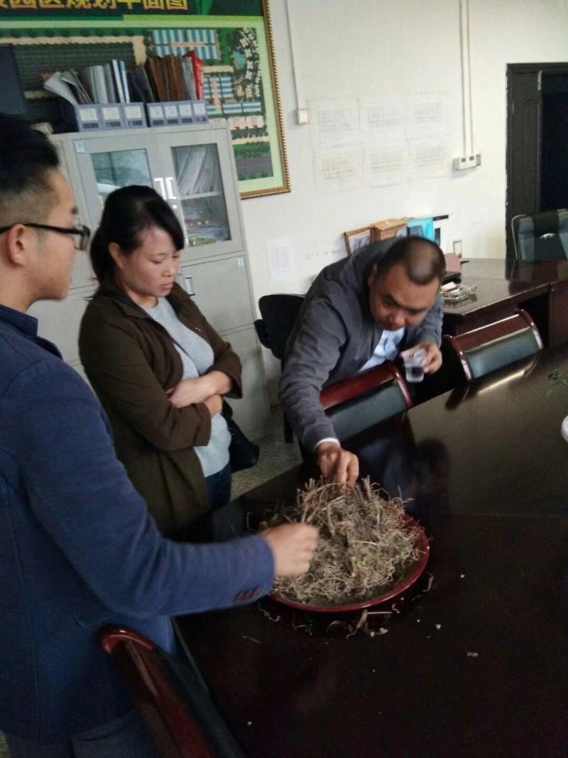 紫花三叉大白芨