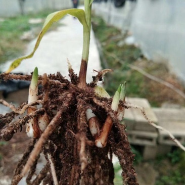 紫花三叉大白芨