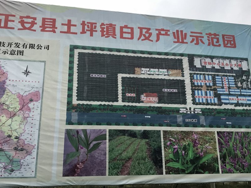 紫花三叉大白芨