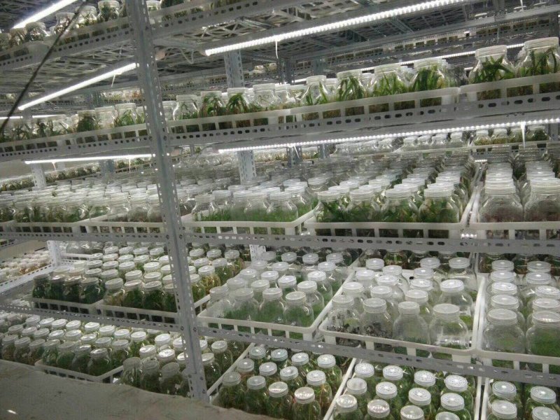 紫花三叉大白芨