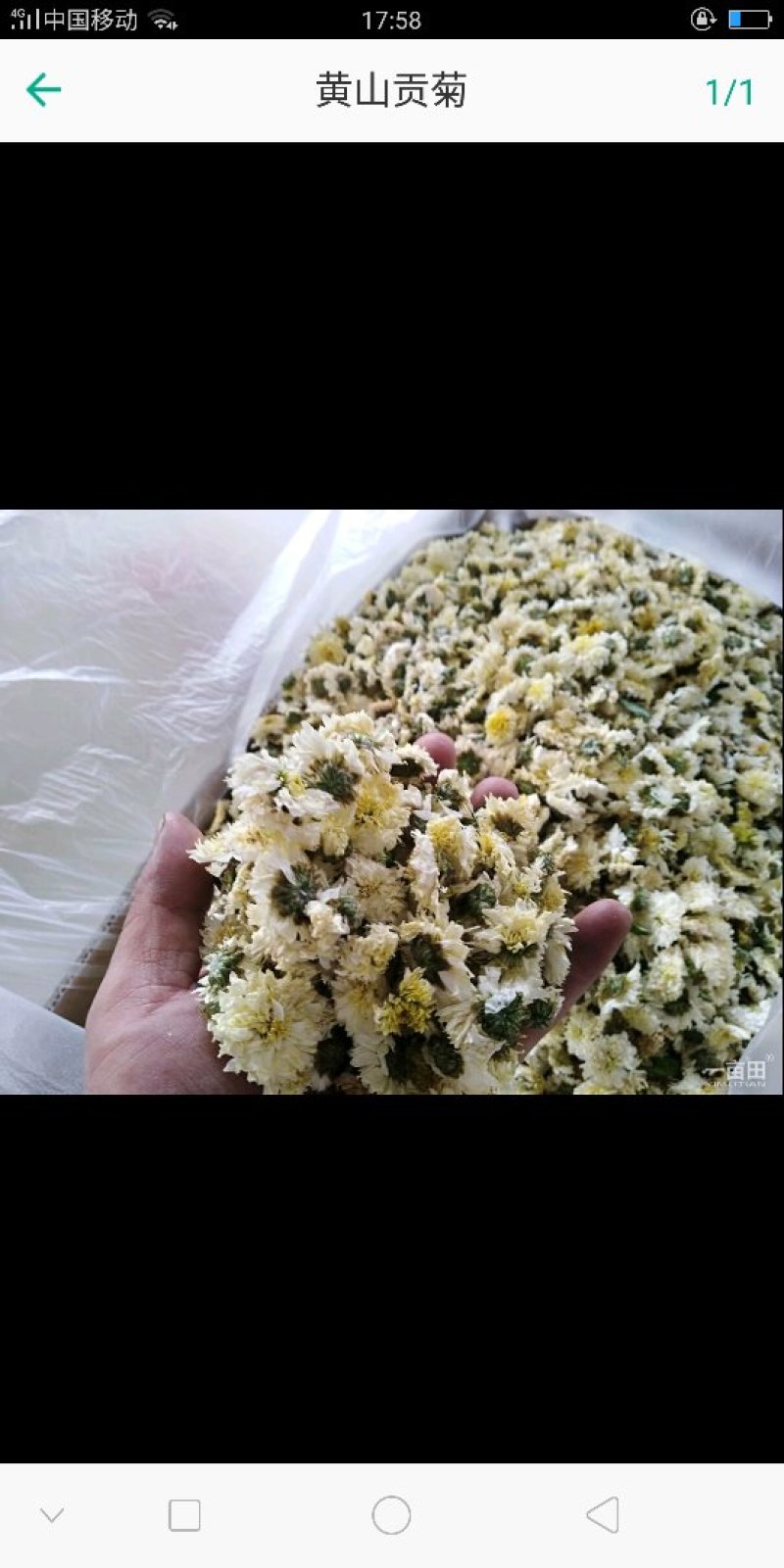 黄山贡菊