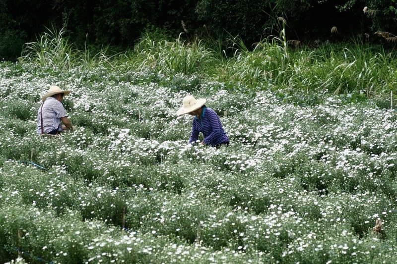 黄山贡菊