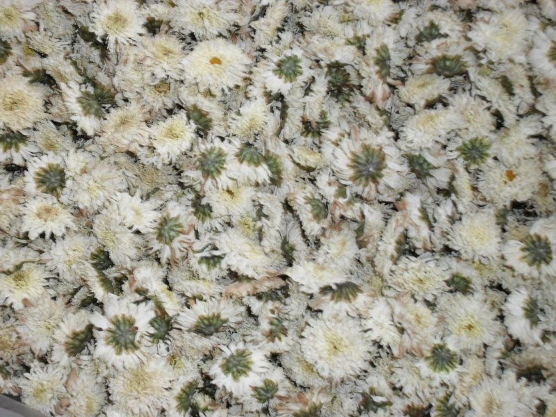 黄山贡菊
