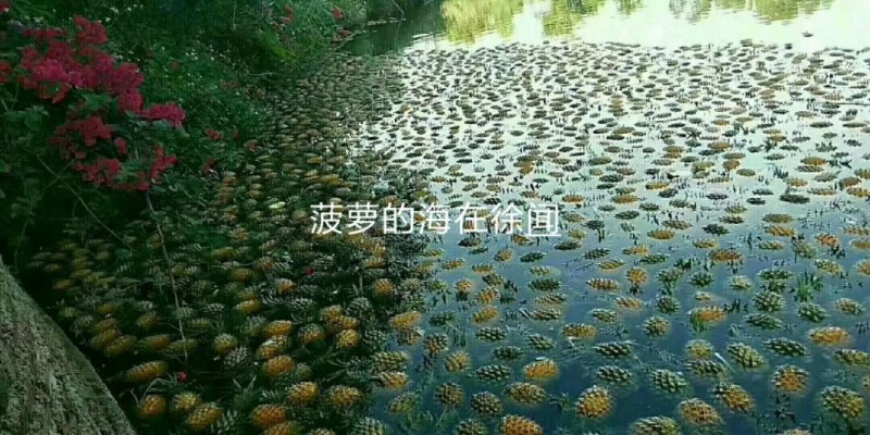 菠萝