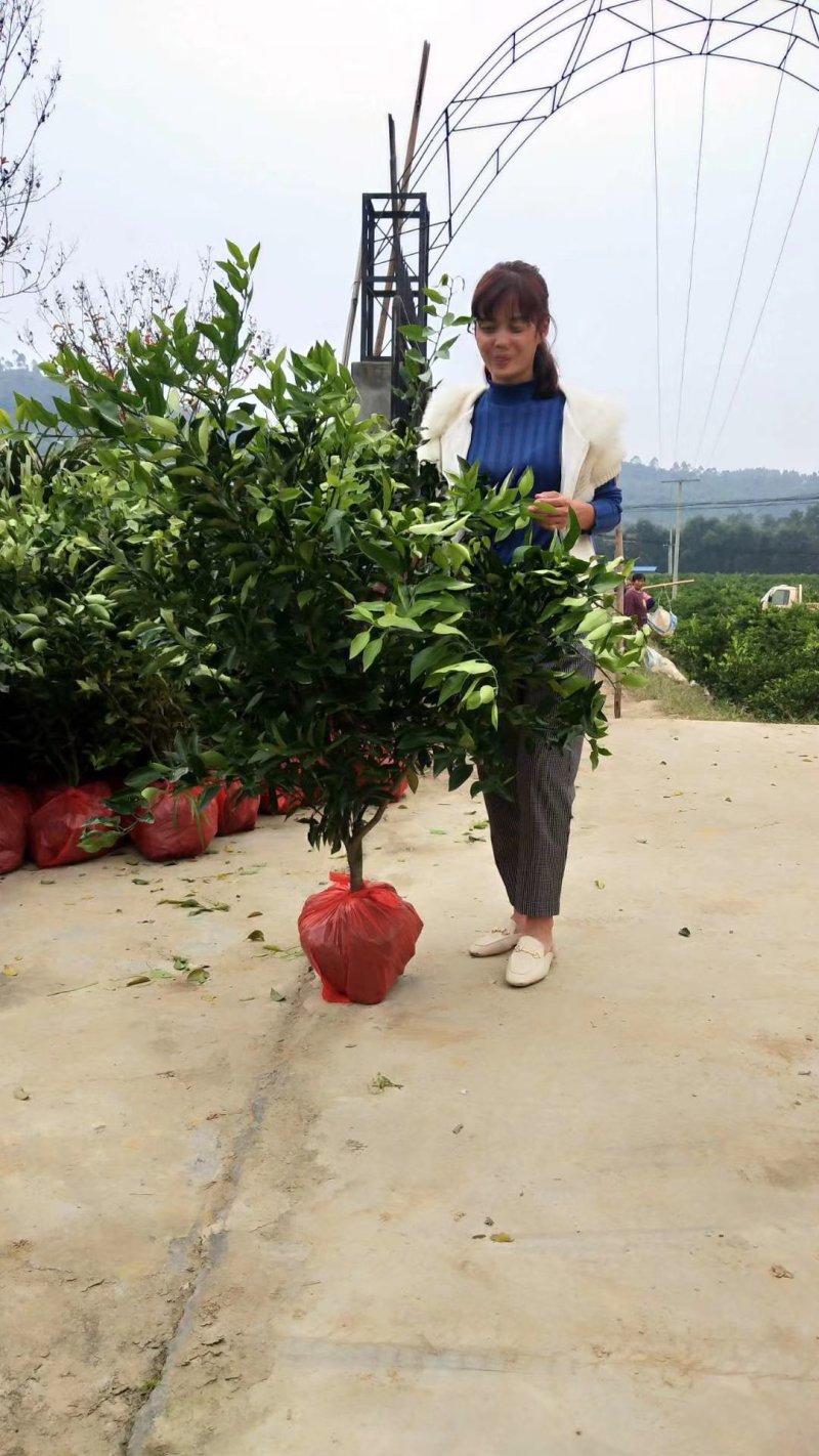 耙耙柑树，爱媛，不知火，沃柑，金秋，明日见，全挂果树