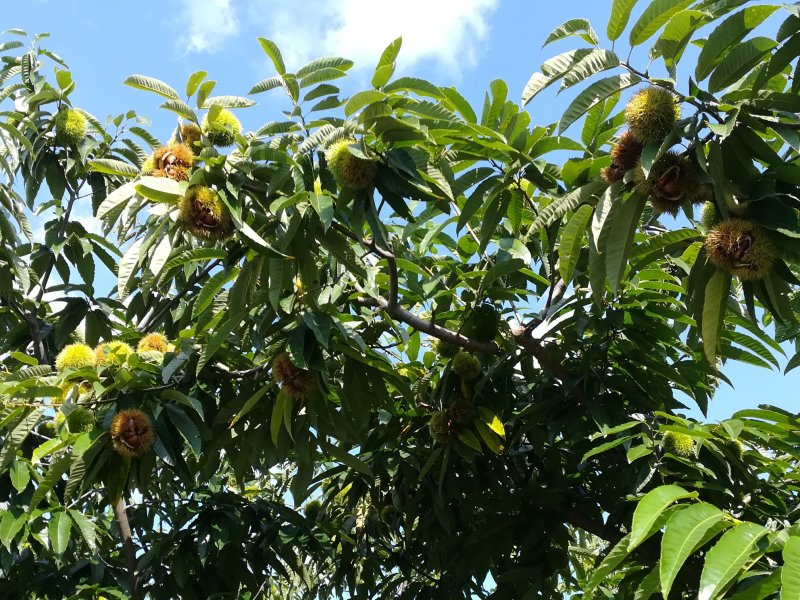 丹东大板栗鲜栗子油栗子菜栗种大标批发