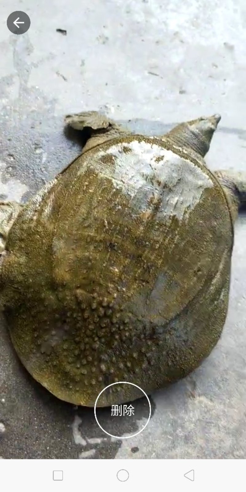 外塘养殖生态甲鱼各种规格都有