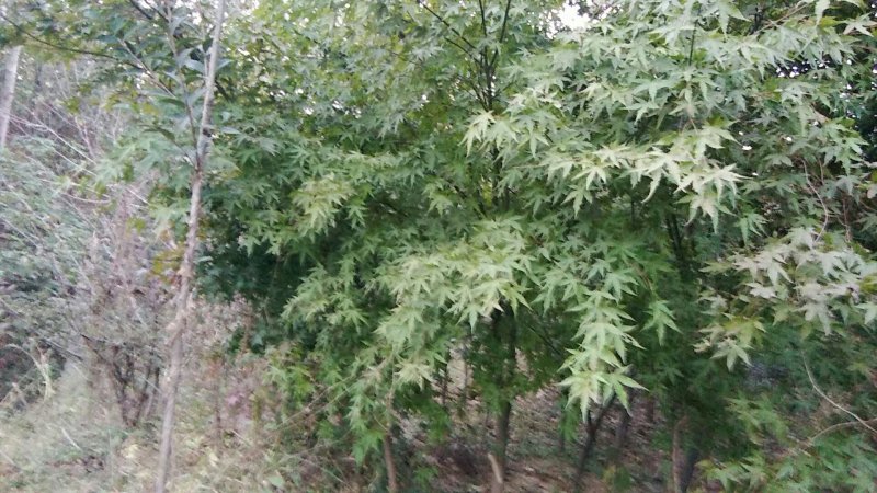 直供各种规格的栾树女贞