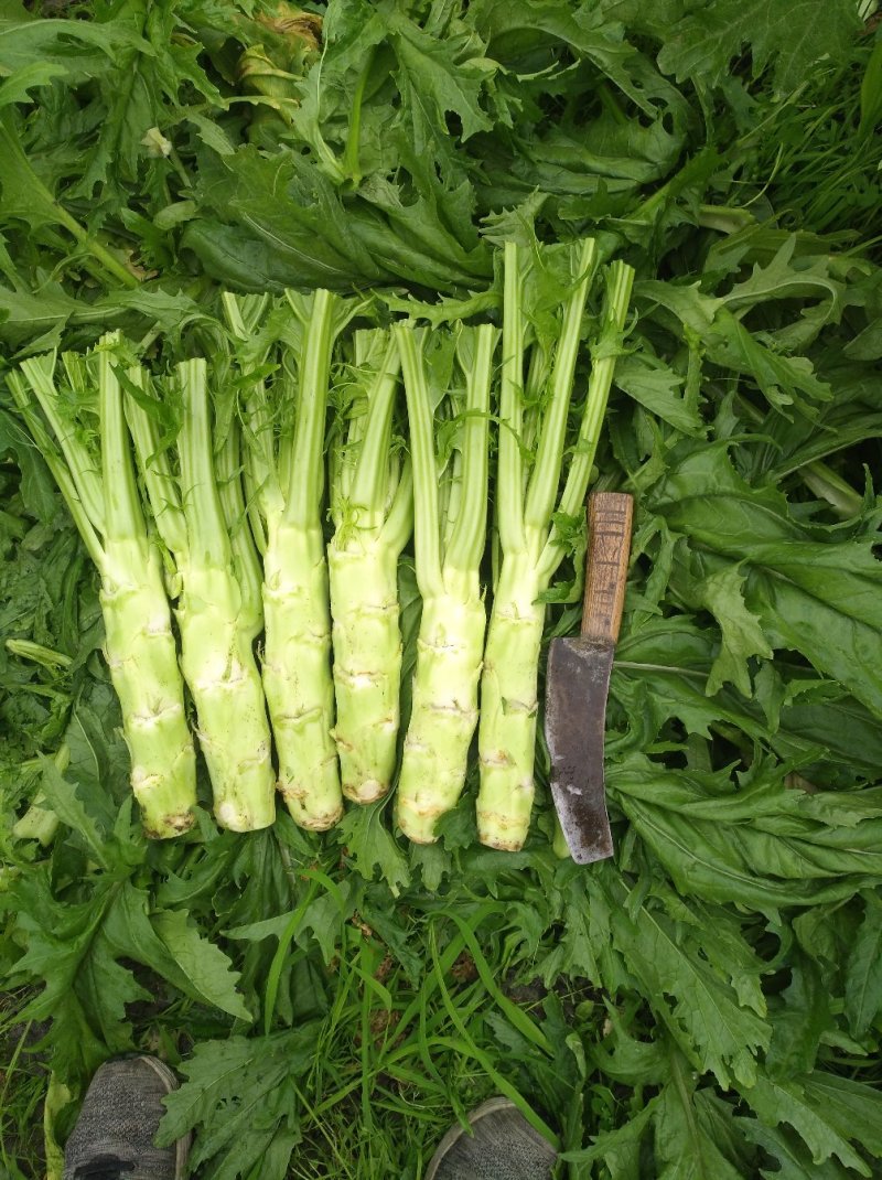 花叶棒菜（青棒薄皮）1.0斤以上