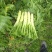 花叶棒菜（青棒薄皮）1.0斤以上