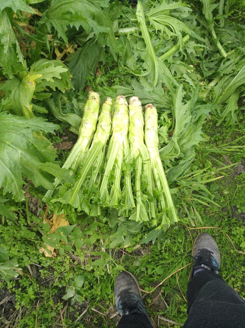 花叶棒菜（青棒薄皮）1.0斤以上