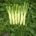 花叶棒菜（青棒薄皮）1.0斤以上
