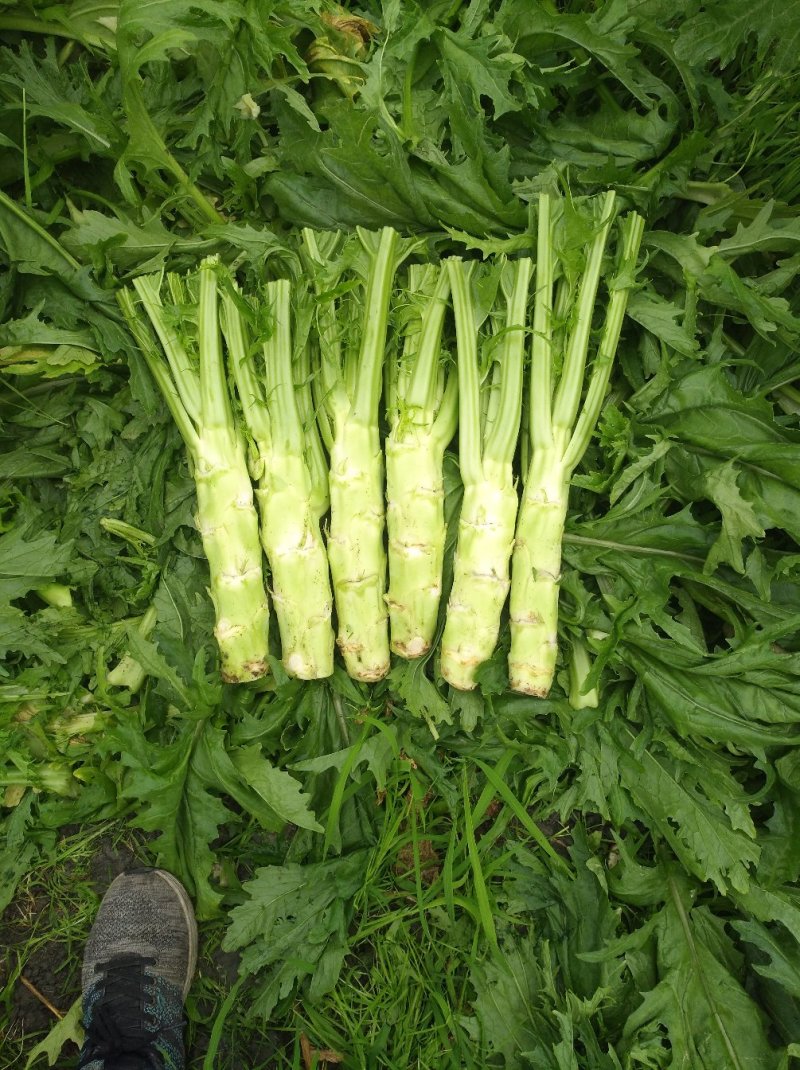 花叶棒菜（青棒薄皮）1.0斤以上