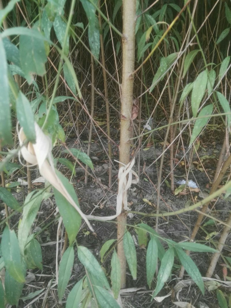 毛桃树苗，0.8以上毛桃苗大量有货自己家苗圃