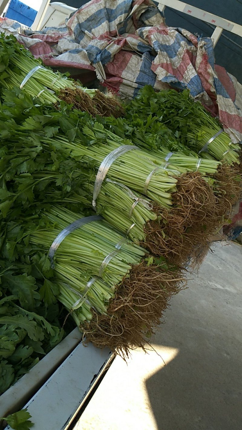 小香芹