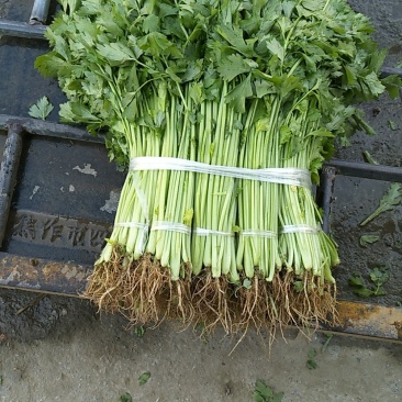 小香芹