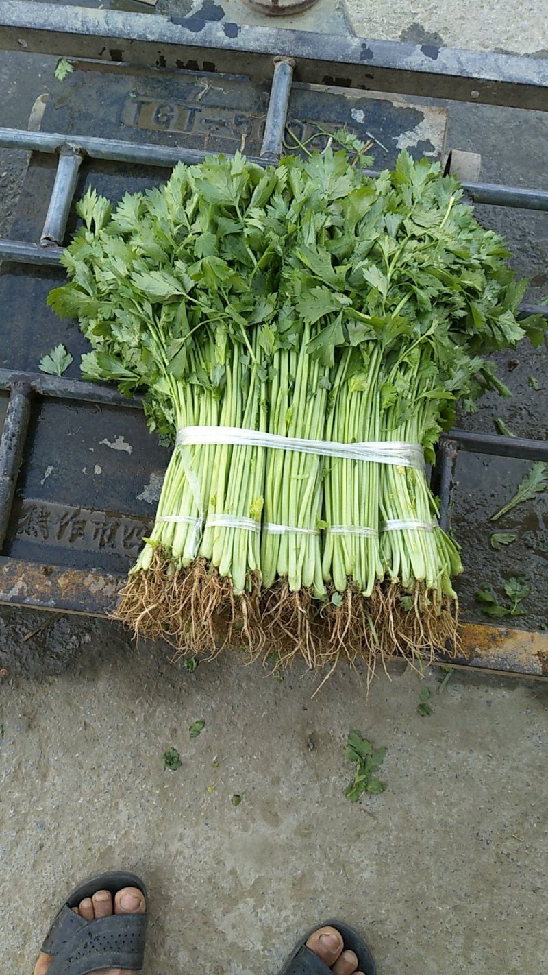 小香芹