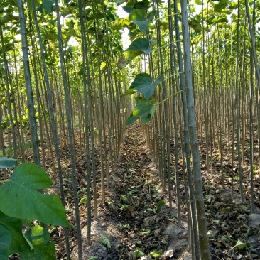 楸树1～30公分特价出售