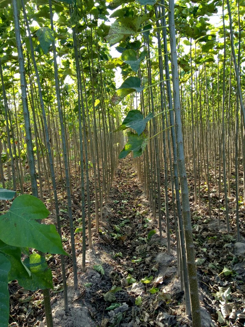 楸树1～30公分特价出售