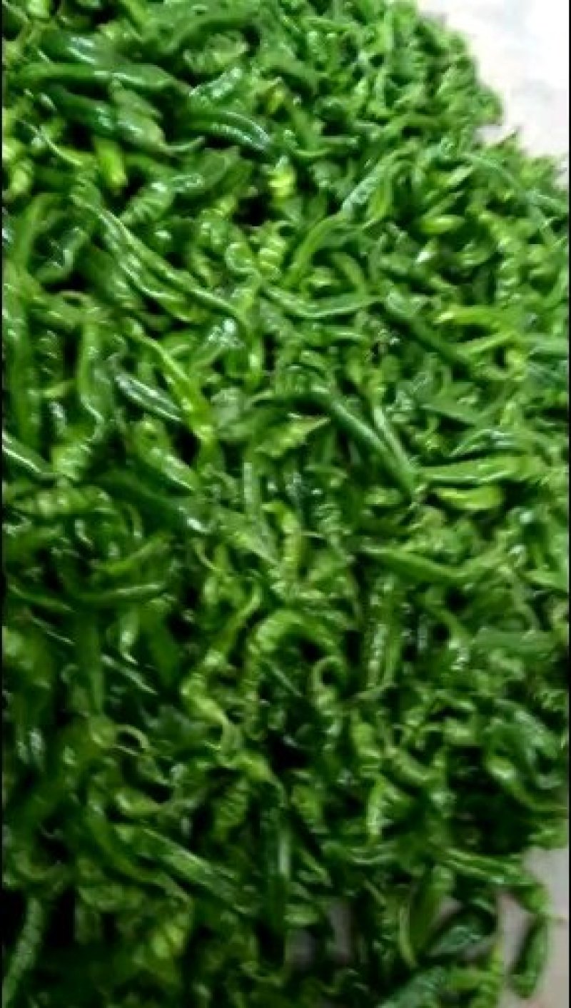 罗丝