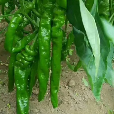 罗丝