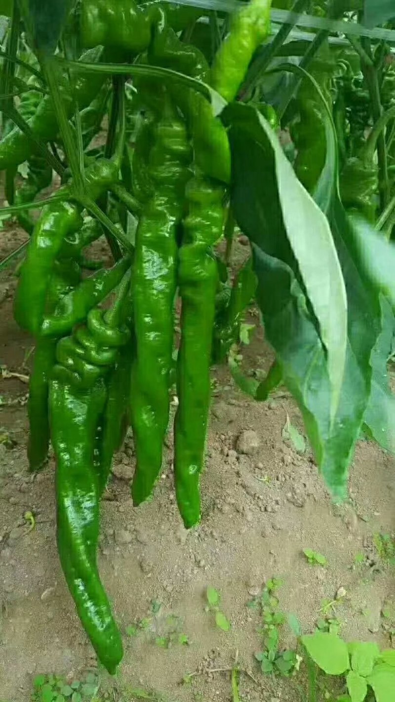 罗丝