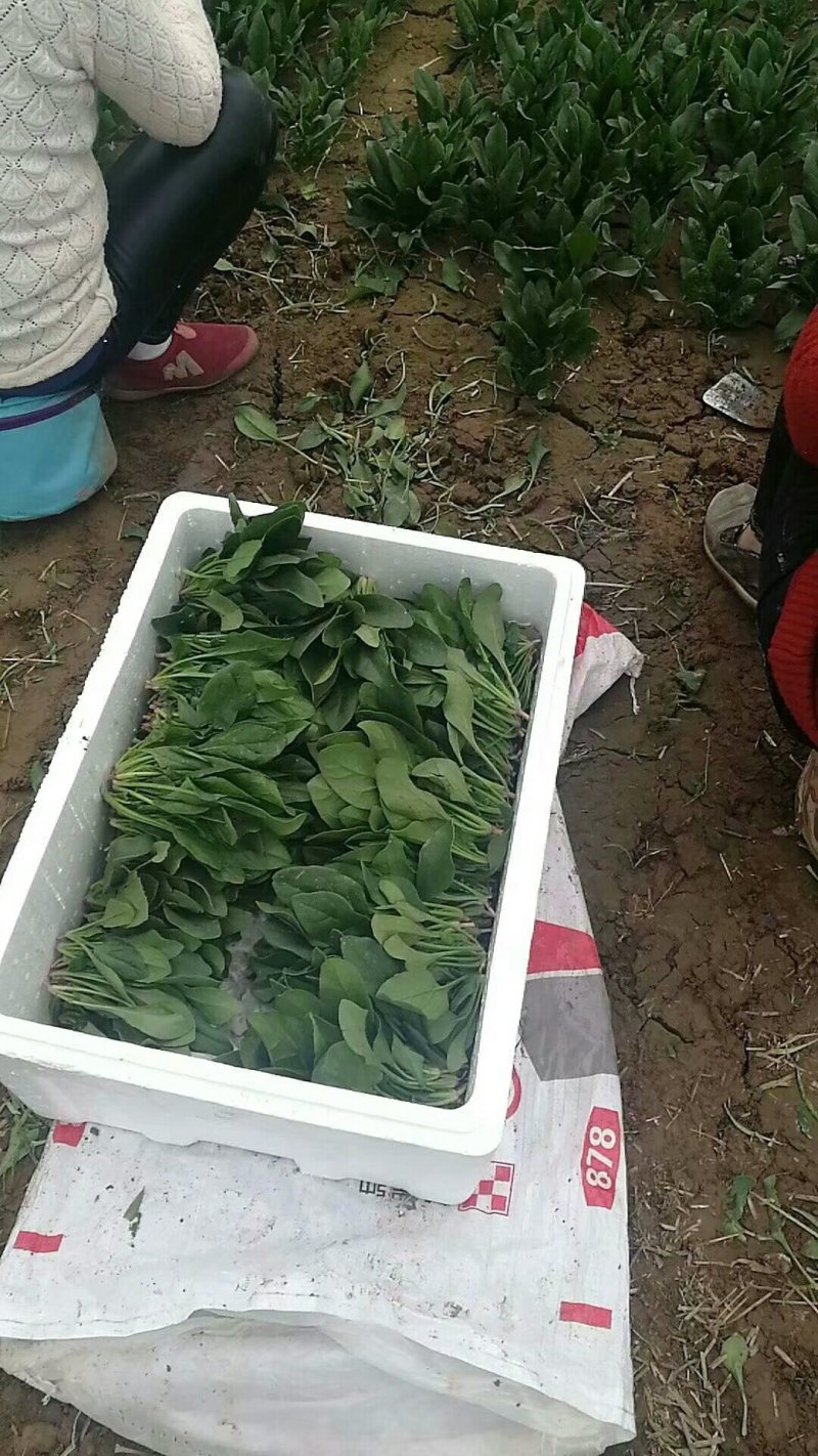 砀山酥梨