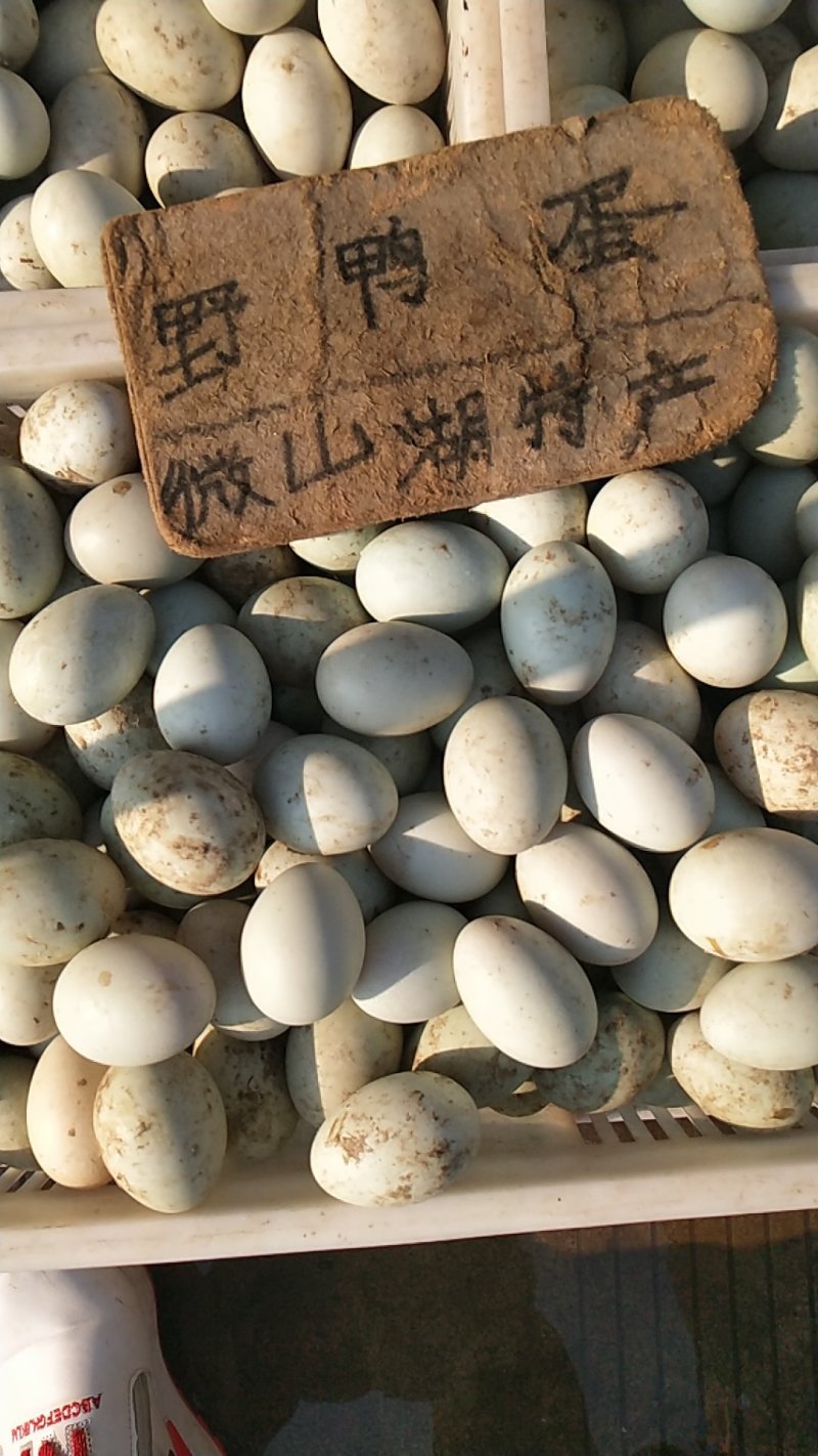 微山湖野鸭蛋