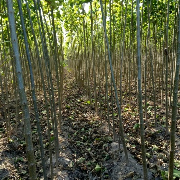 常年供应楸树欢迎选购