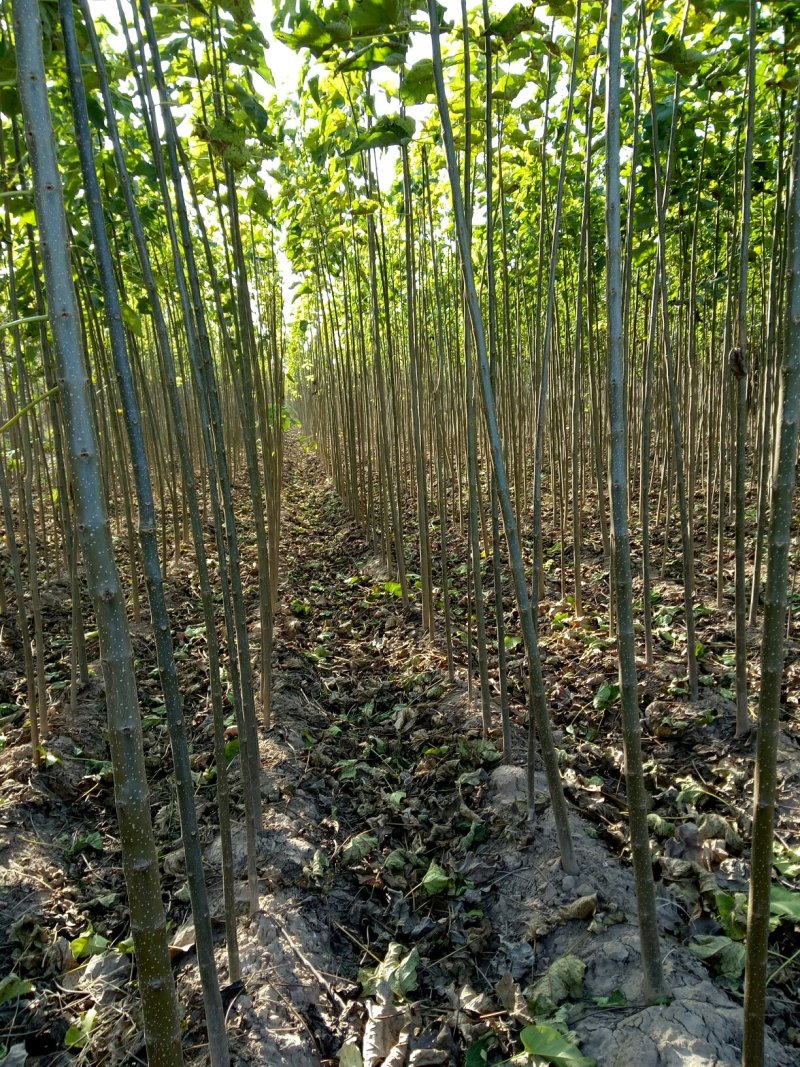 常年供应楸树欢迎选购