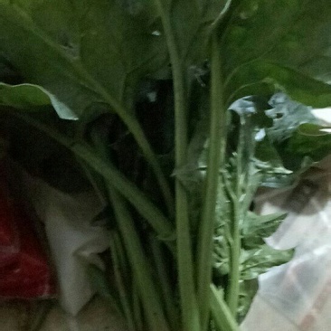 菠菜
