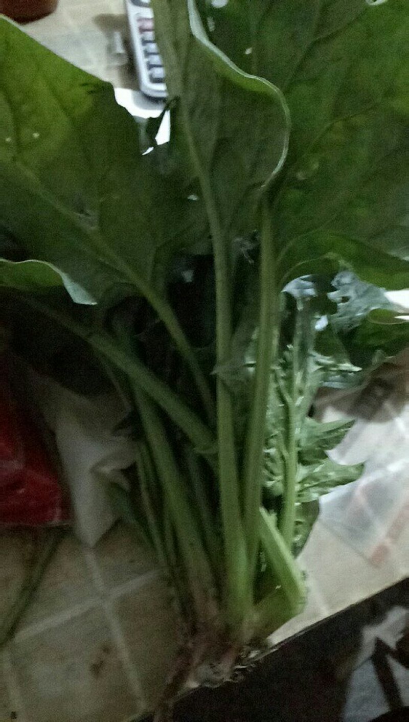 菠菜