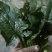 菠菜