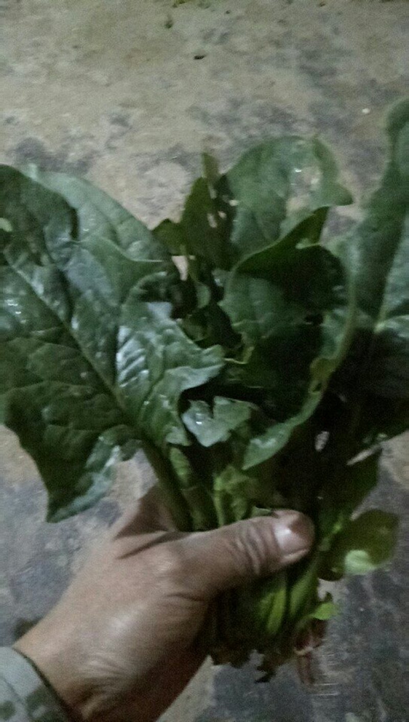 菠菜