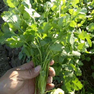大叶香菜