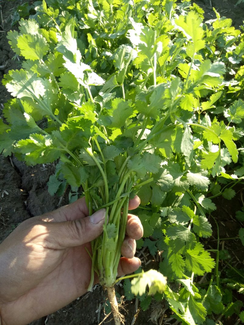 大叶香菜
