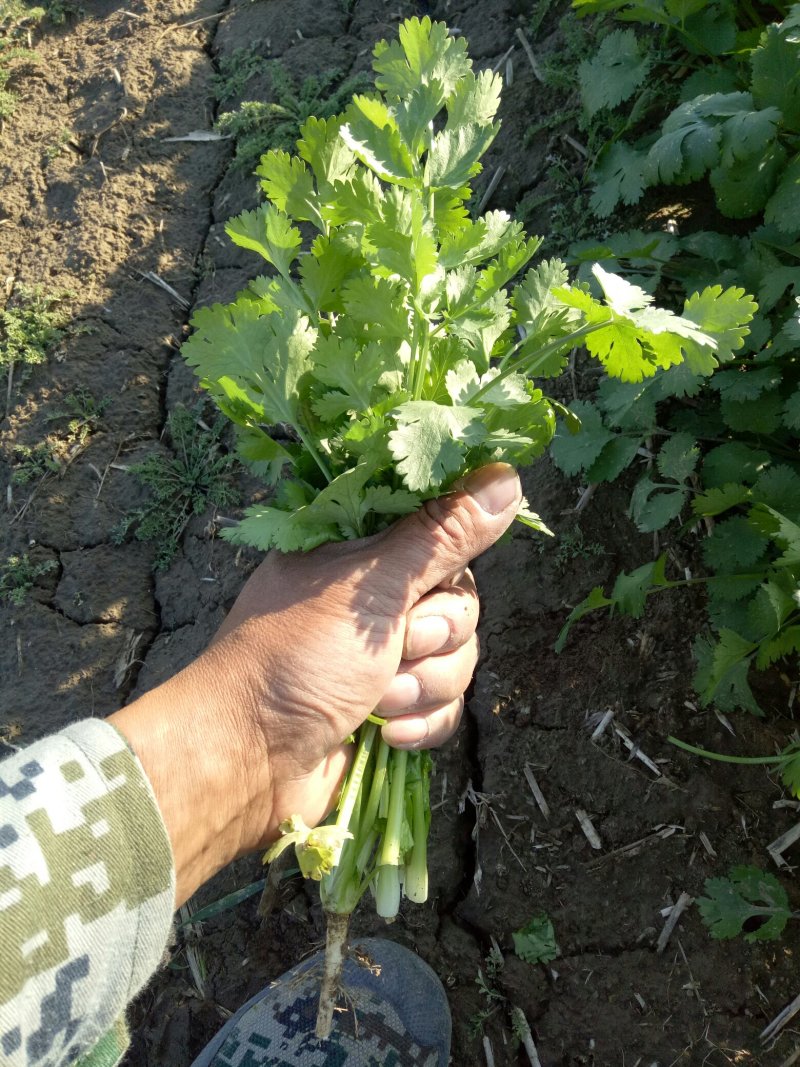 大叶香菜