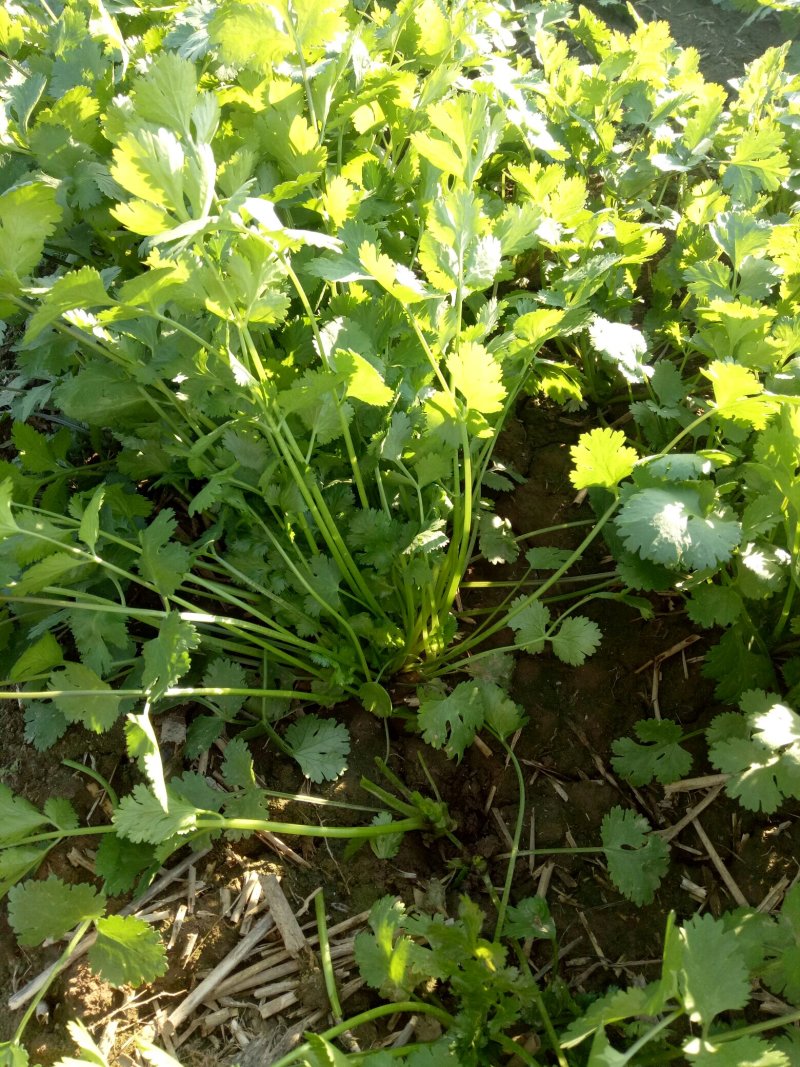 大叶香菜